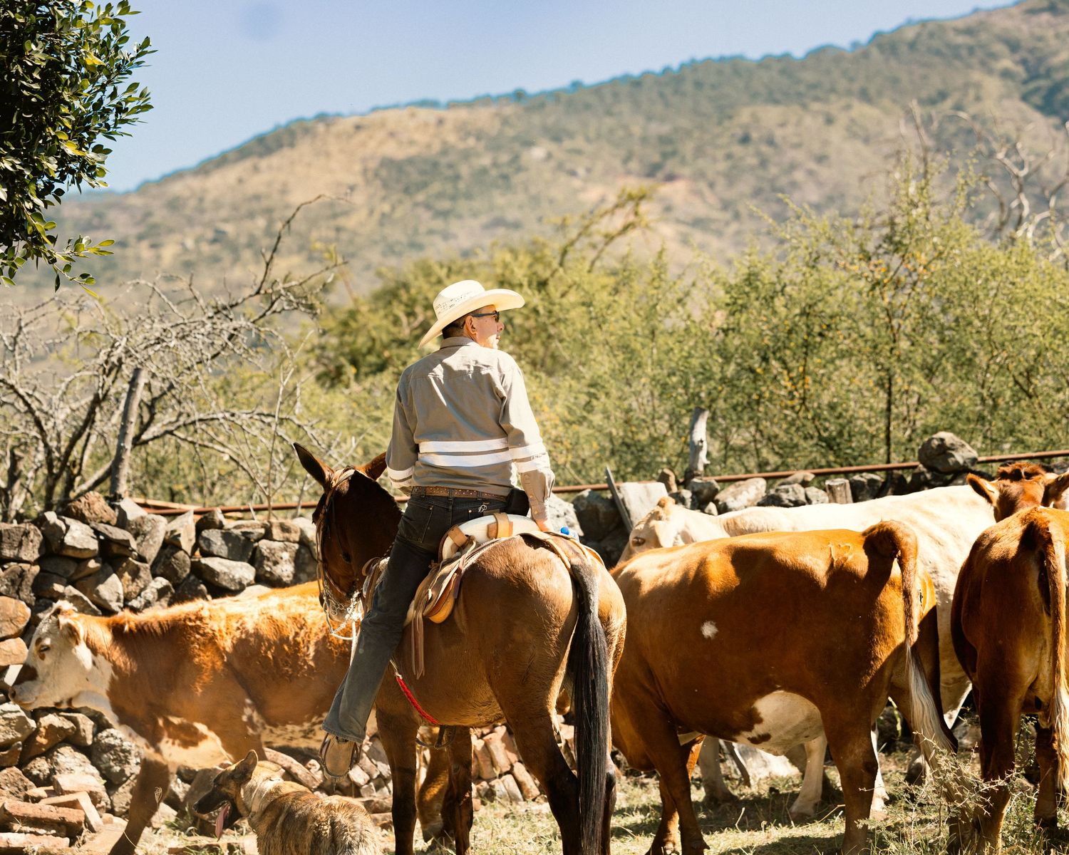 Cowboy on horseback herding brown cattle along a rocky hillside trail in sunny weather.