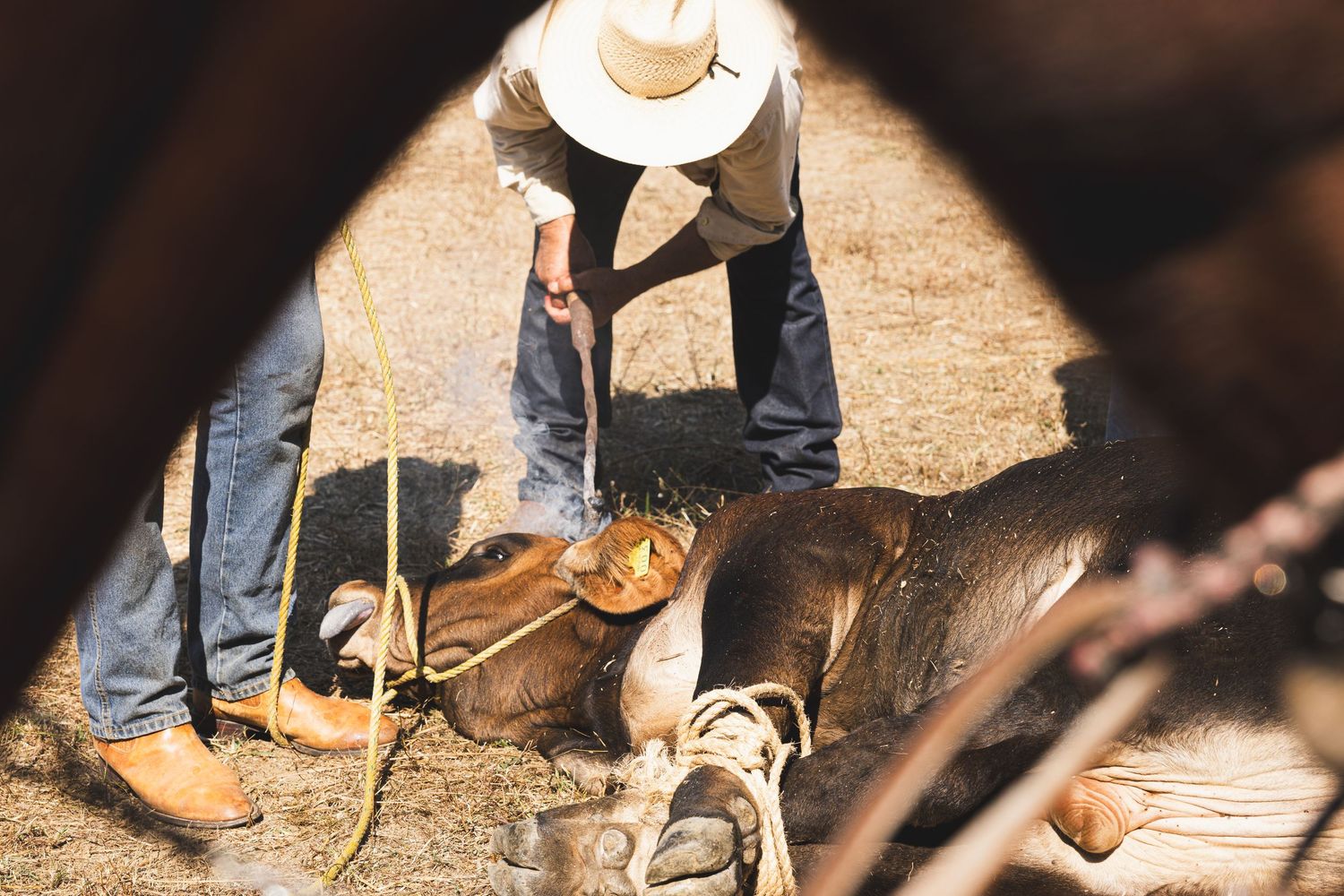 Cowboy in white hat branding a calf on the ground at a traditional ranch roundup.