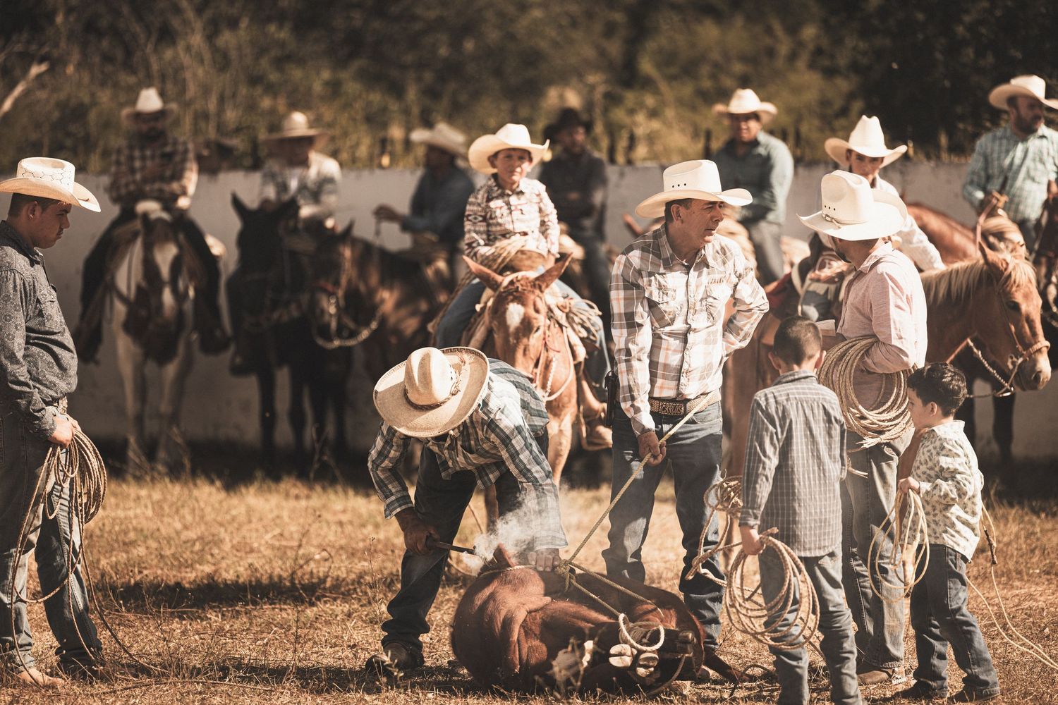 Cowboys in white hats work together to brand cattle at a traditional western ranch rodeo event.