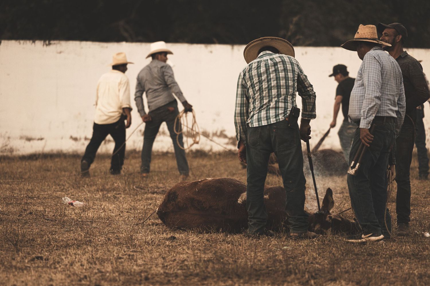 Ranch hands gather around a resting calf during a cattle branding event on a rural farm.