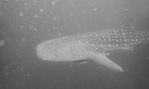 Black and white photograph of a whale shark's spotted pattern as it moves through the ocean depths.