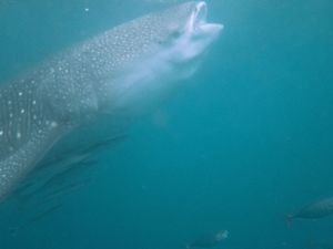 A majestic whale shark glides through crystal clear turquoise waters surrounded by small fish.