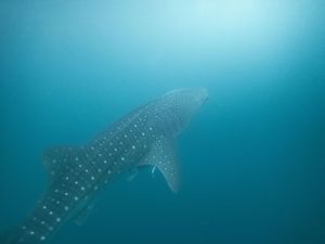 Whale shark swimming gracefully through bright blue tropical waters with sunlight filtering from above.