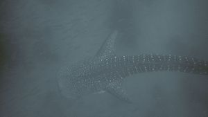 Underwater view of a whale shark's distinctive spotted pattern swimming in deep blue ocean waters.