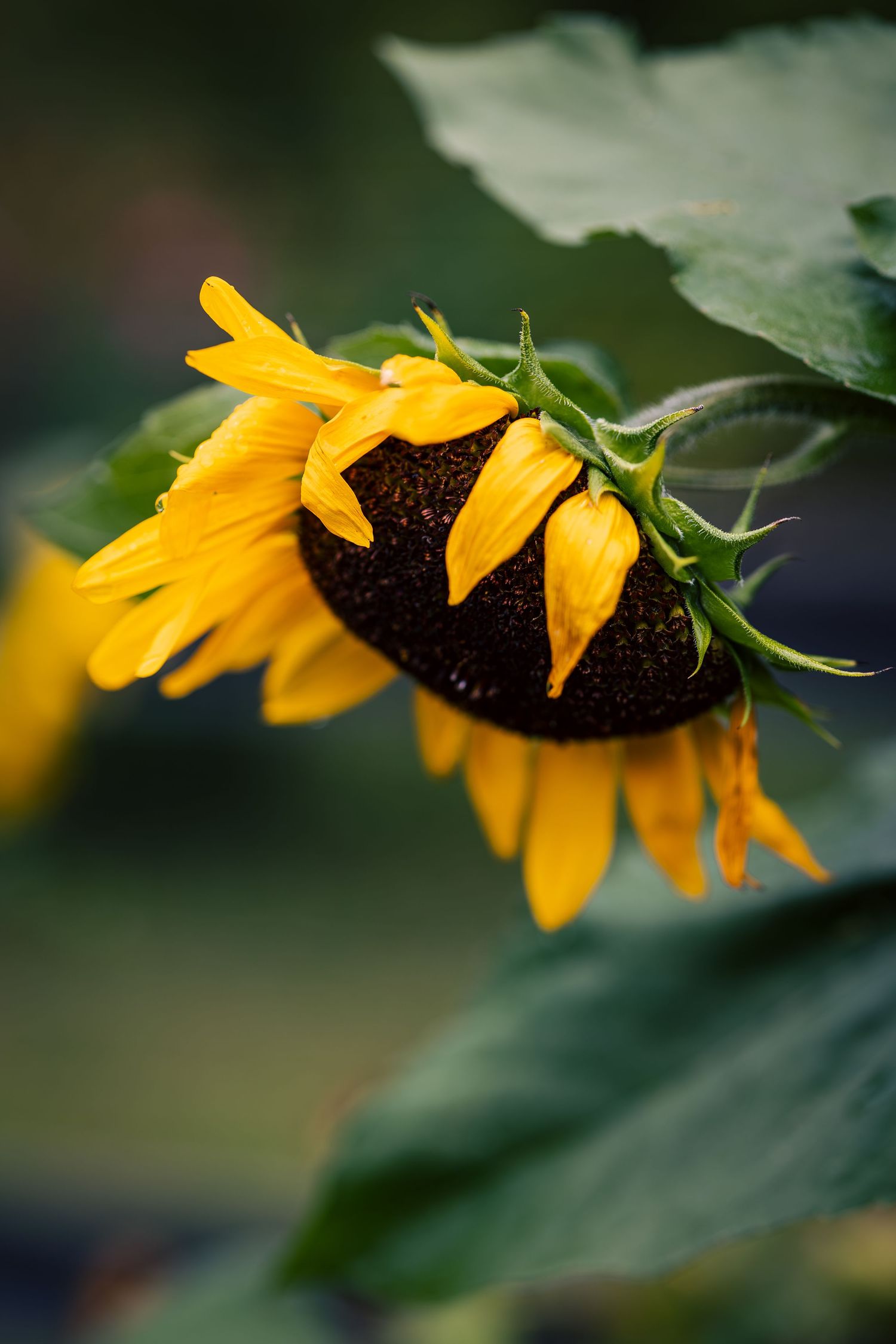 A drooping sunflower with bright yellow petals and dark center hangs downward against a blurred green background.