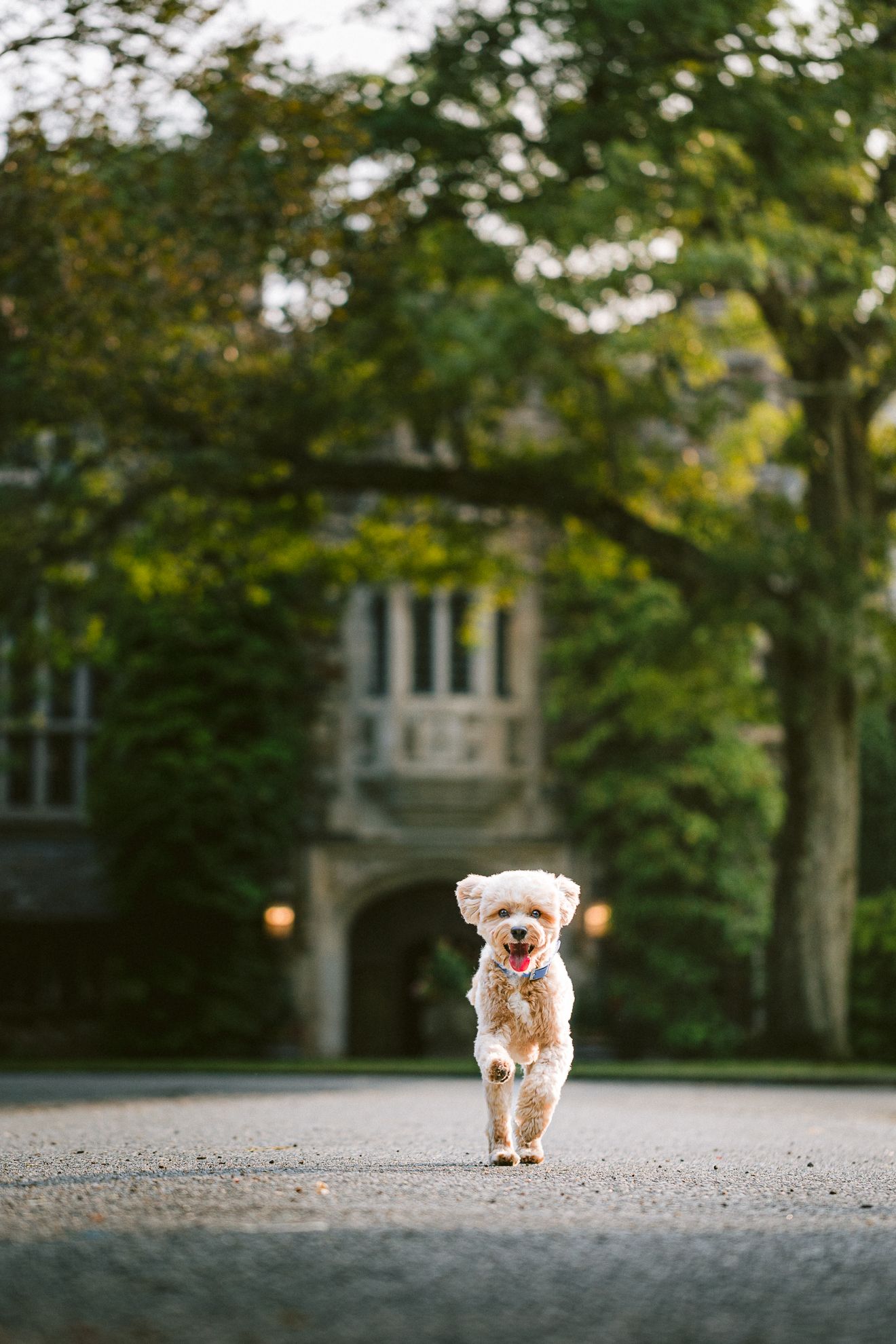 Furry Moments New York New Jersey Pet Photography