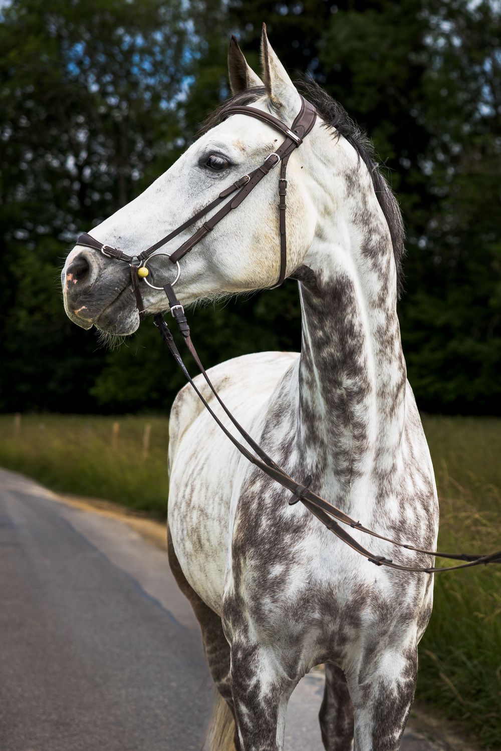A dapple gray horse wearing a bridle stands near a road with green trees in the background.
