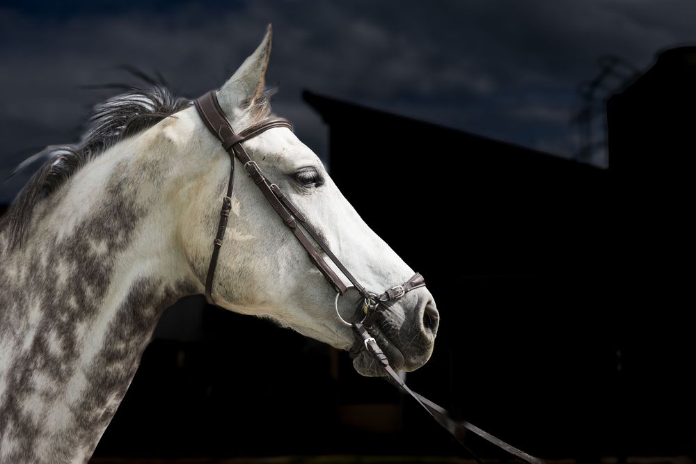 A white dapple grey horse wearing a brown bridle poses against a dramatic dark sky background.