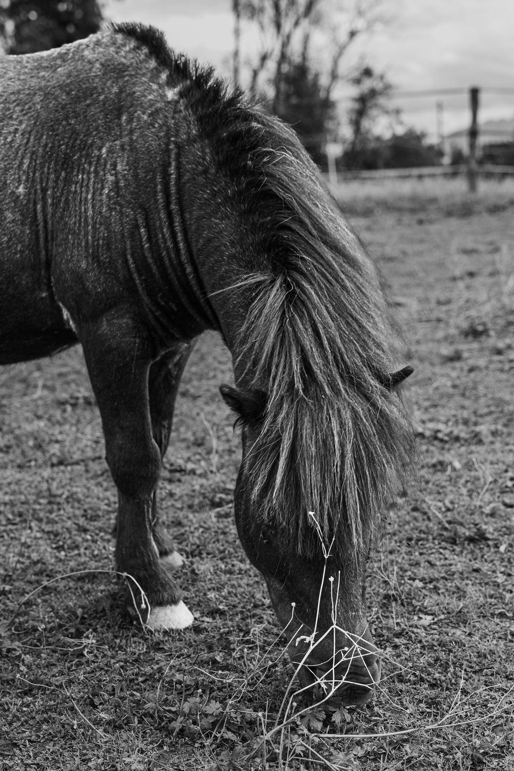 Black and white photo of a horse grazing in a field, with a flowing mane and one white hoof visible.