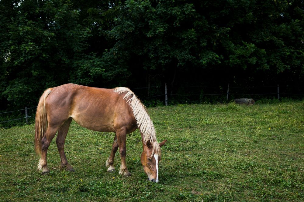 A chestnut horse with a blonde mane grazes on lush green grass in a pasture surrounded by dense trees.