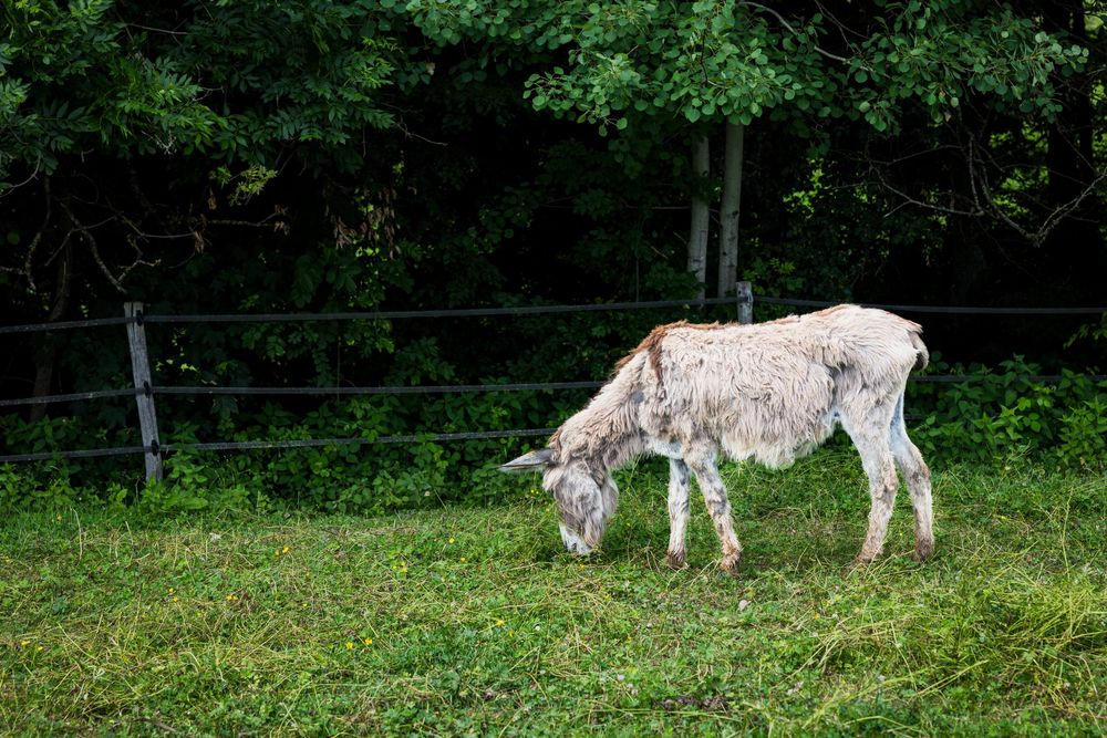 A white donkey grazing on green grass in a fenced pasture with dense trees in the background.
