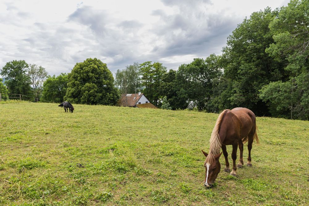 Brown horse grazing on lush green pasture with trees, farmhouse, and second horse in background under cloudy sky.