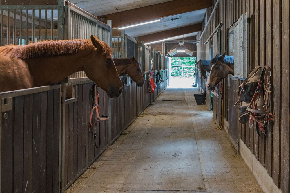 Brown horse peers out of a wooden stall in a well-lit equestrian barn with tack hanging along the aisle.