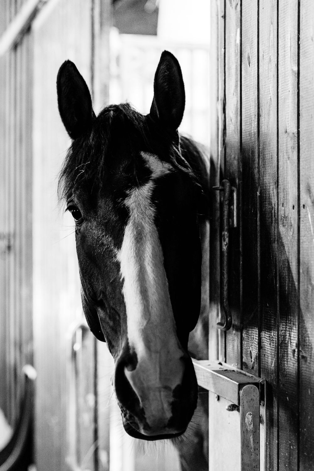 Black and white photo of a horse peering out from a stable door, showing its distinctive white blaze marking.