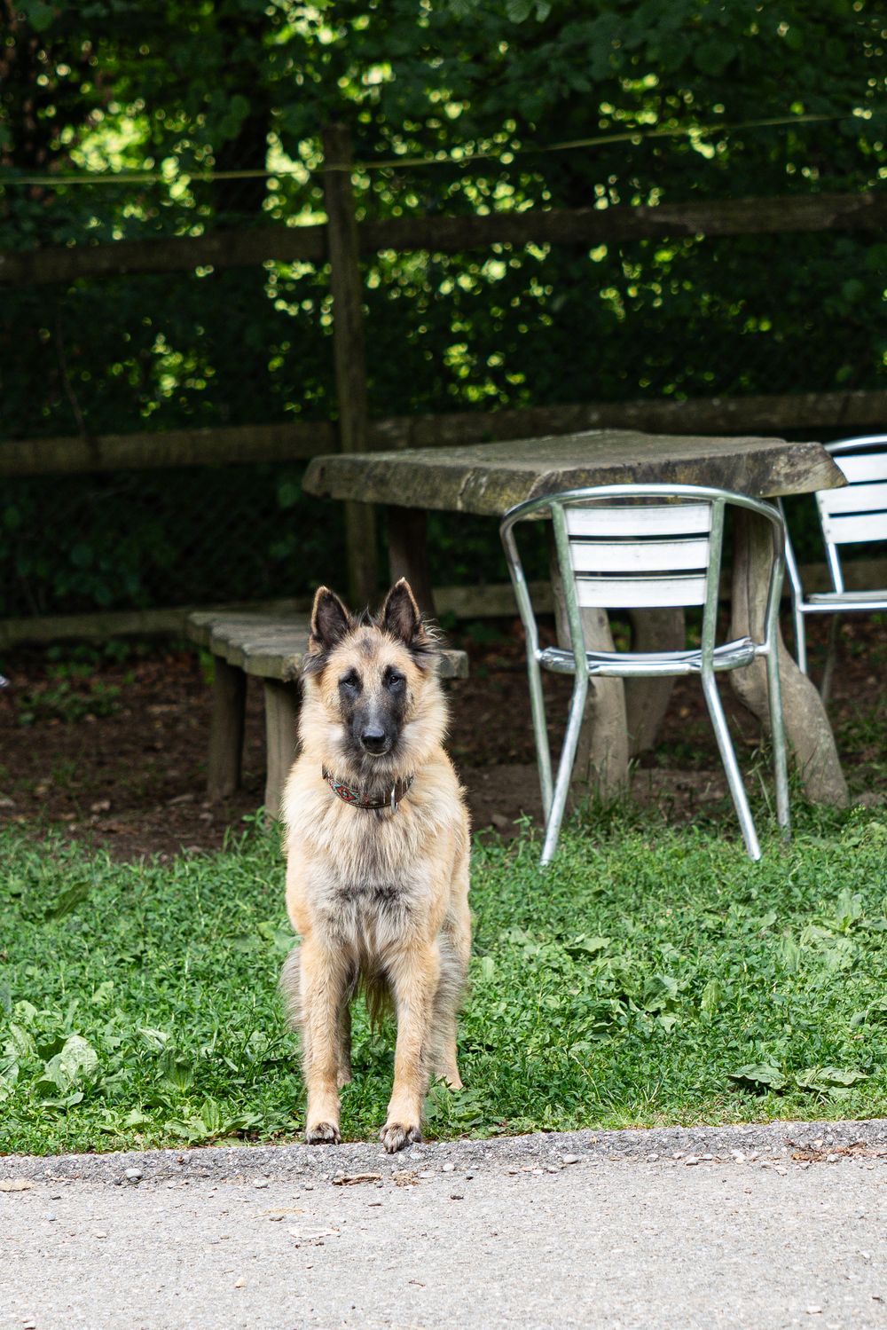 A Belgian Tervuren dog stands alert on a path beside a rustic wooden table and metal chairs on green grass.