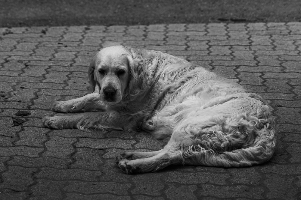 A wet golden retriever dog lying on cobblestone pavement in a black and white photo.