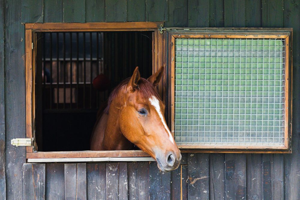 A chestnut horse peers curiously through an open stable window with metal grid panels on a wooden barn.