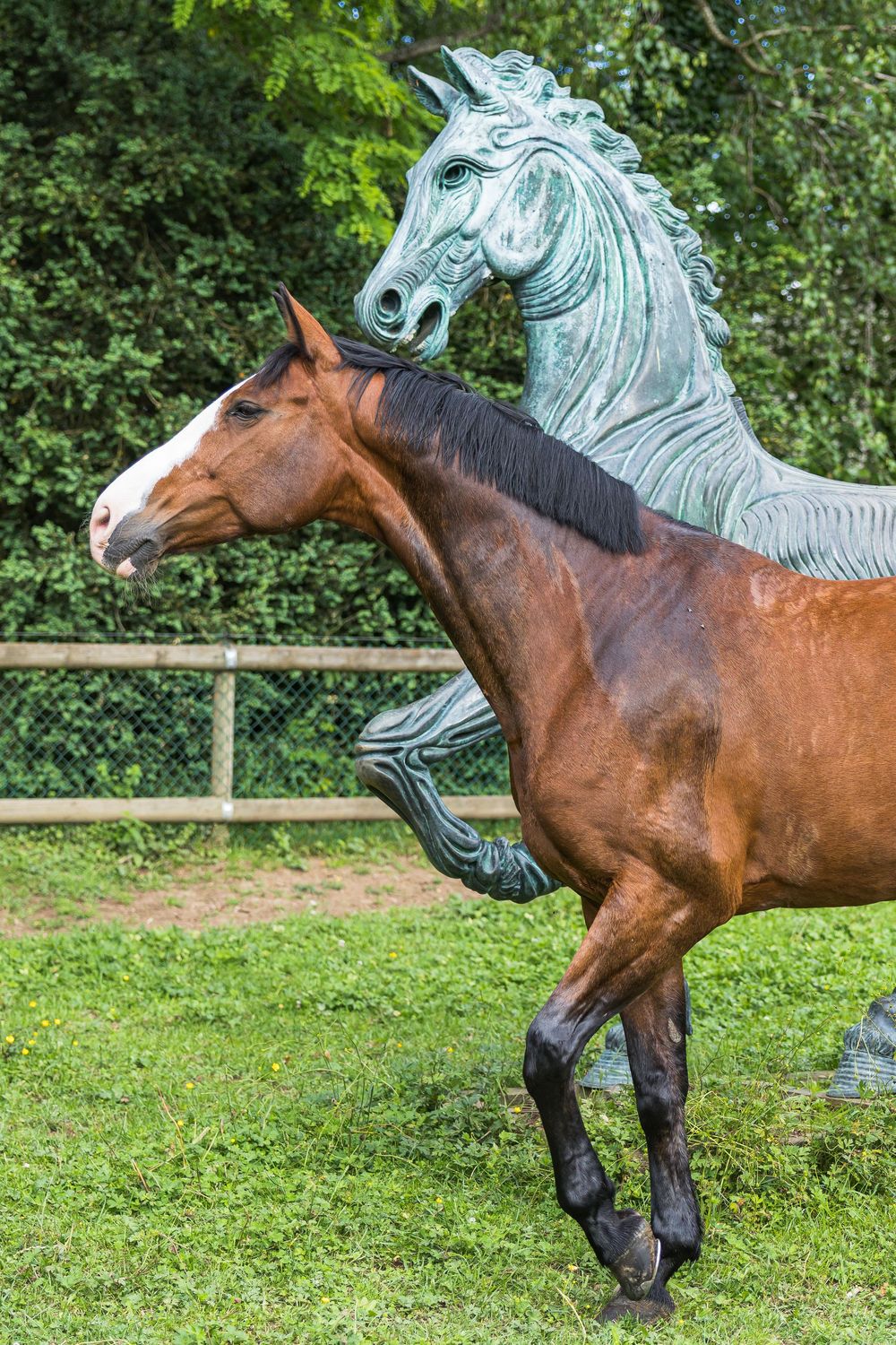 A bay horse rearing up beside a bronze equestrian statue in a green paddock.