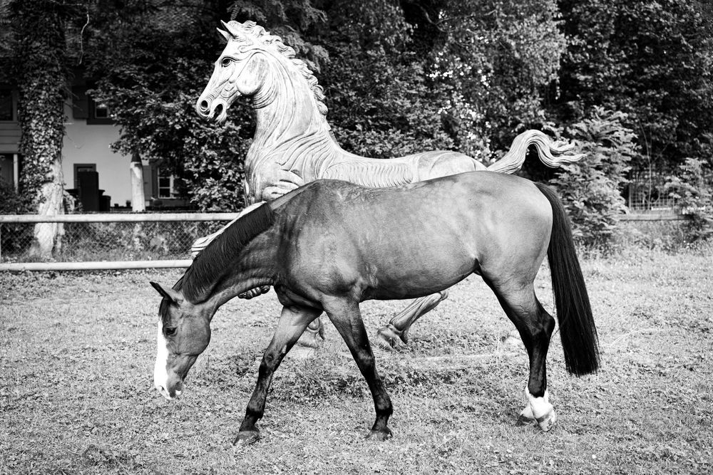 Two horses trotting together in a grassy field, one brown and one white, with trees in the background.