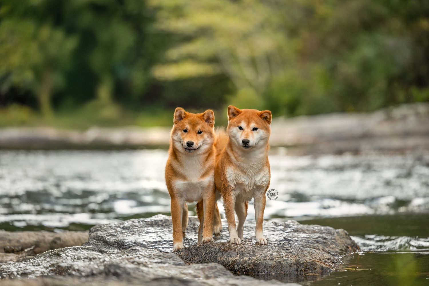 Two Shiba Inu dogs stand on rocks in a flowing river, their orange fur contrasting against the natural landscape.