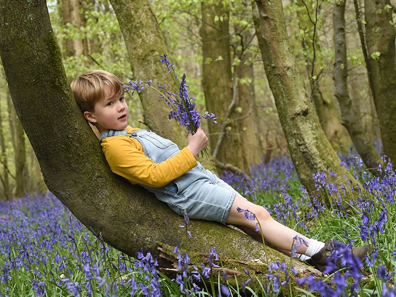 A young boy perched on a tree branch amidst a bluebell forest in Christmas Common. captured by family photographer Abigail's Studio.