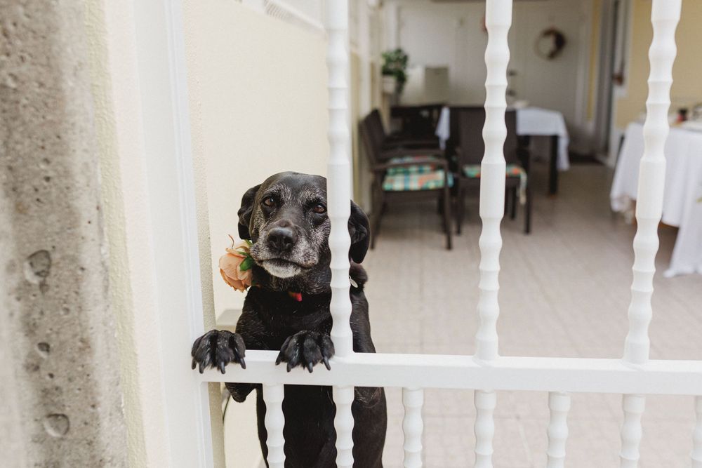 Small black dog peeks through white balusters of a staircase railing during wedding preparations
