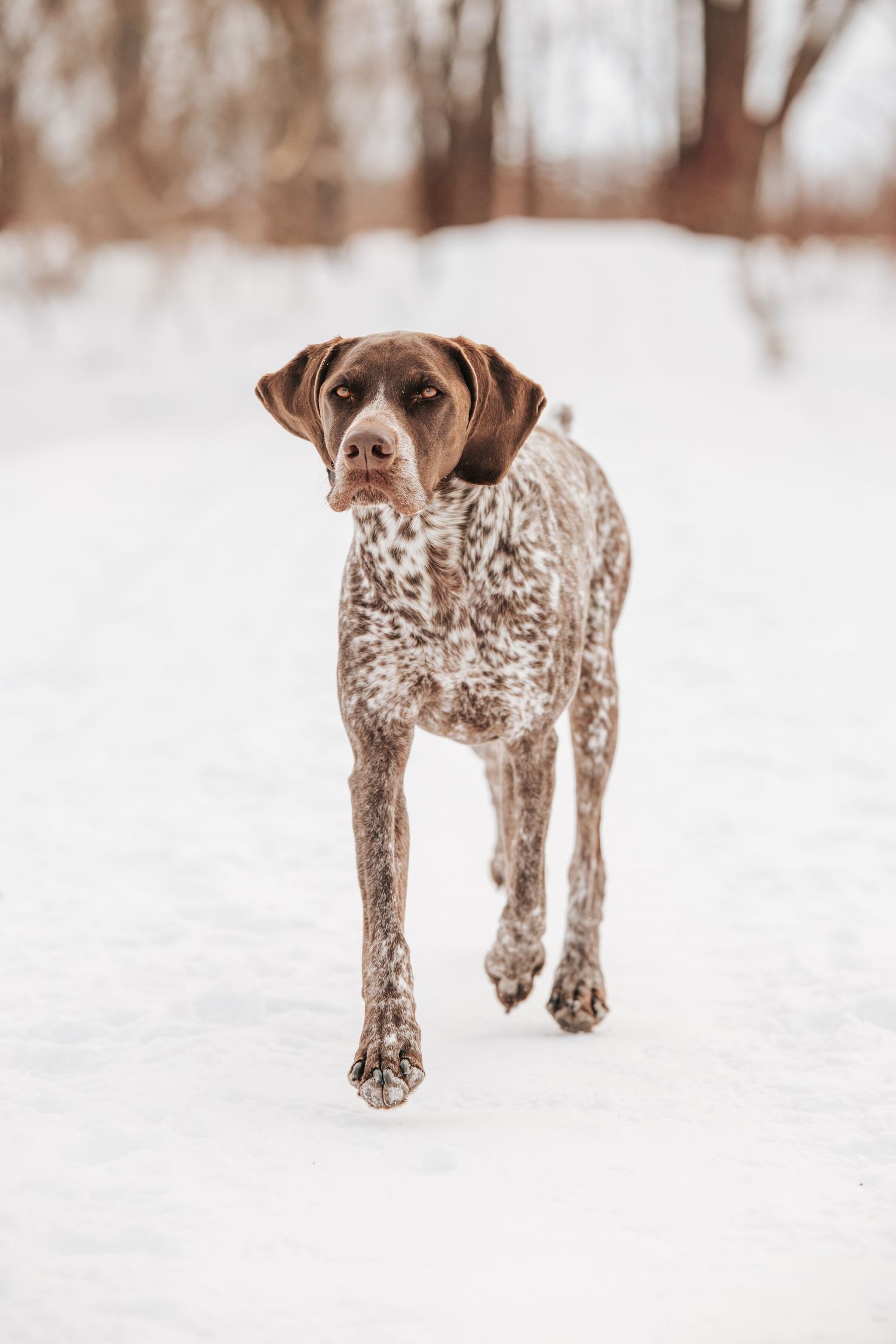 A dog with a spotted coat stands in the snow against a blurred background.