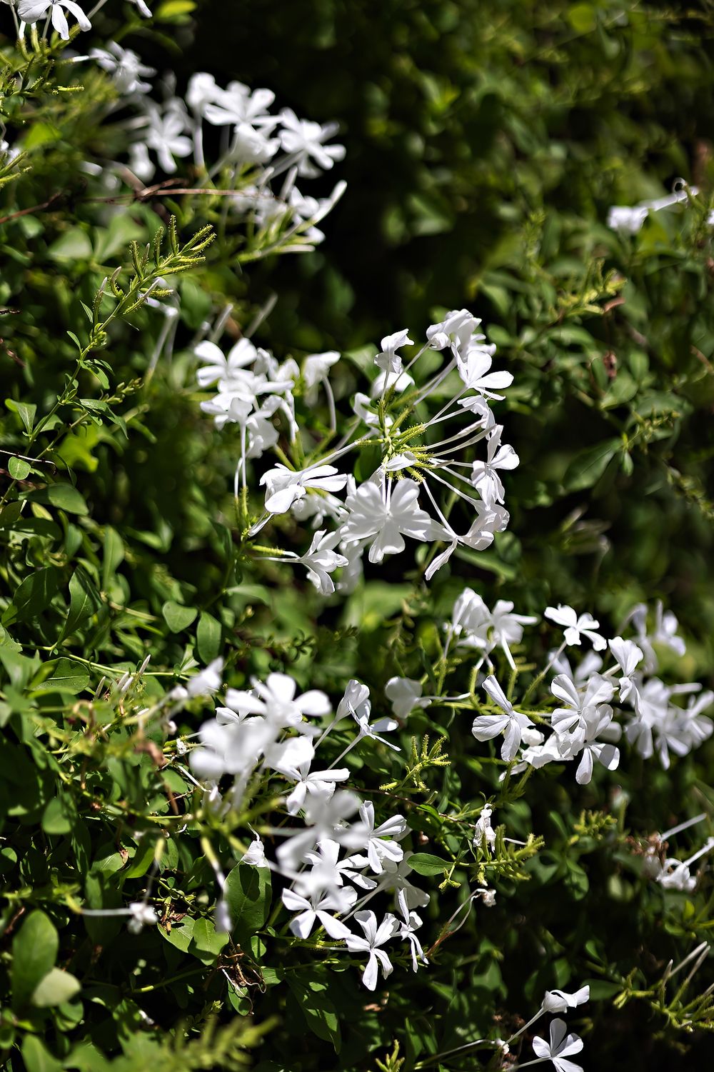 Delicate white plumbago flowers bloom against lush green foliage in a garden setting.