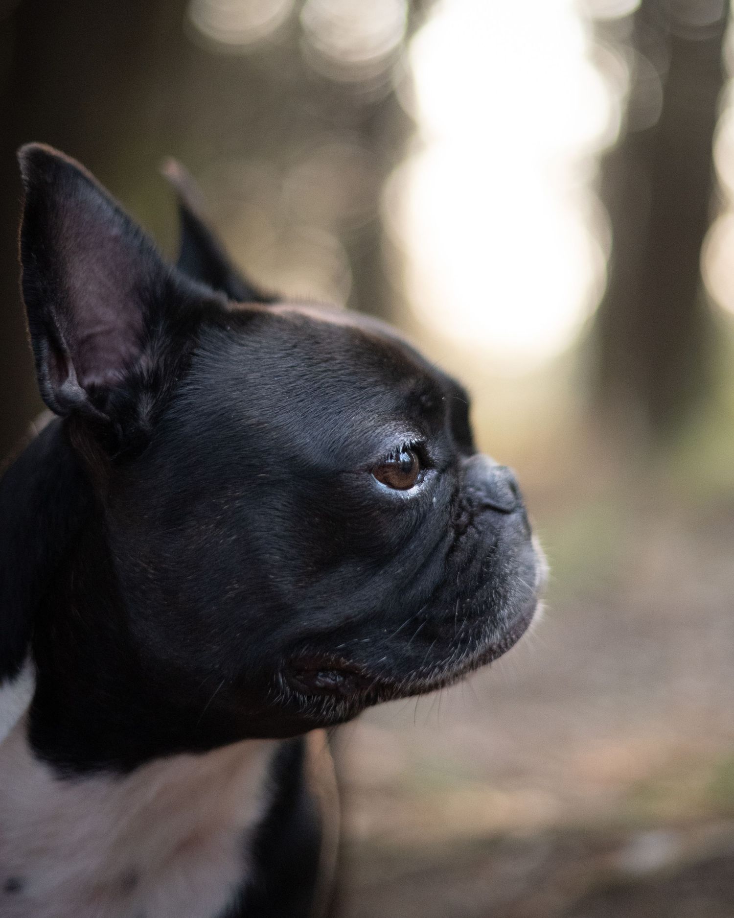 dog portrait in natural light