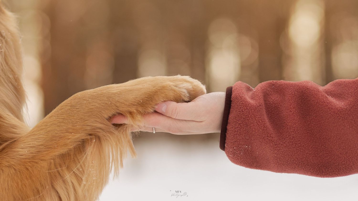 human-dog-photoshoot