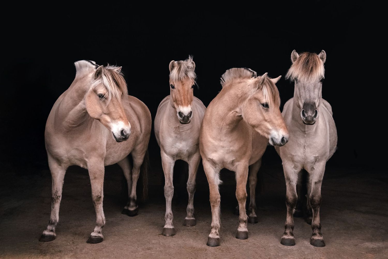 Fresia Visuals Equine