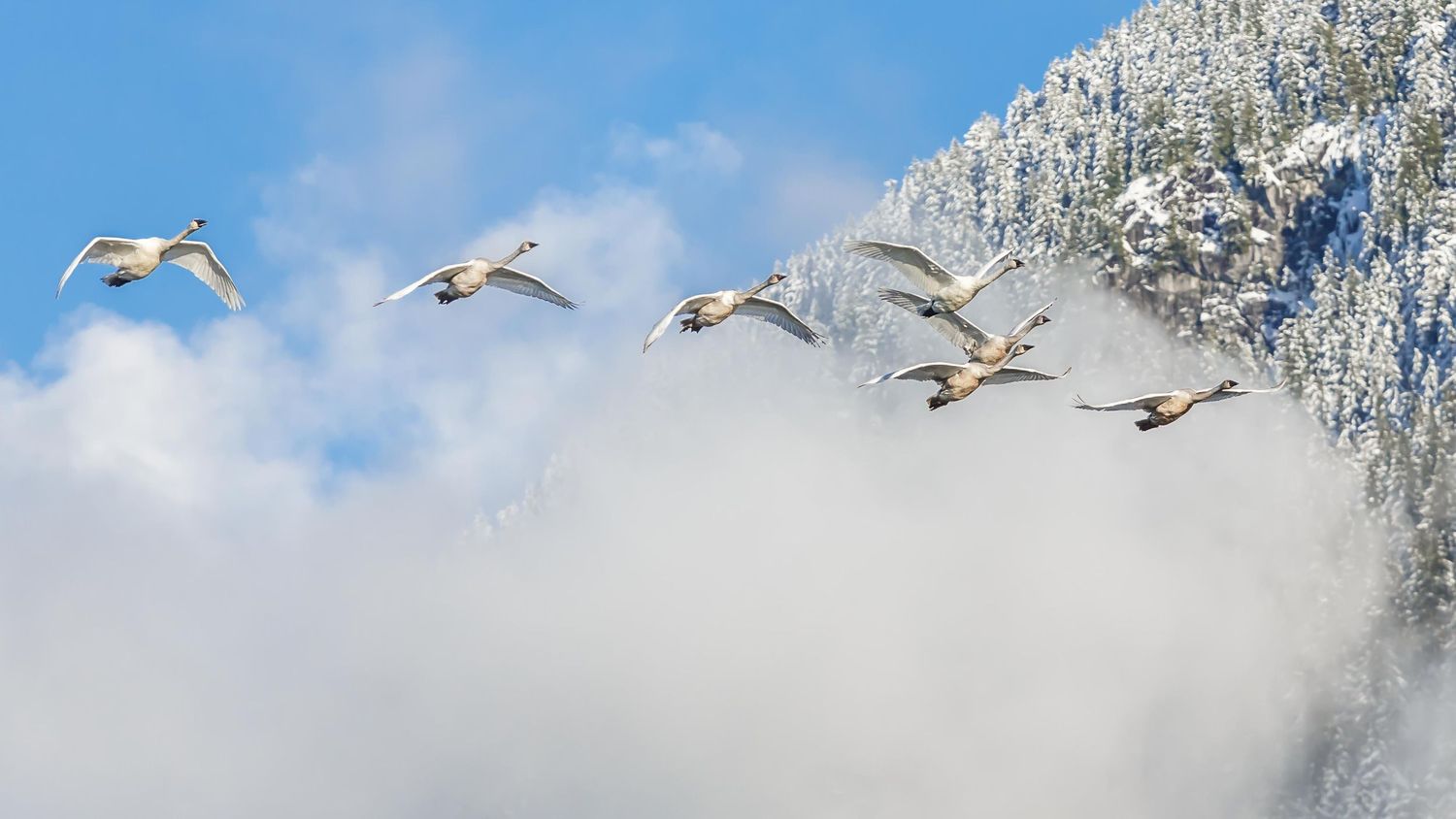 Trumpeter Swans, Pitt Lake, Pitt Meadows, British Columbia
