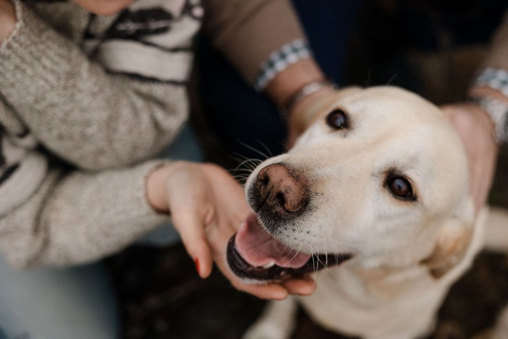 Servizio di ritratto, fotografie con animali, you and your pet, ritratto con animali