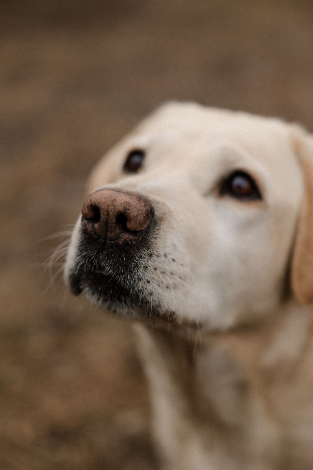 Servizio di ritratto, fotografie con animali, you and your pet, ritratto con animali