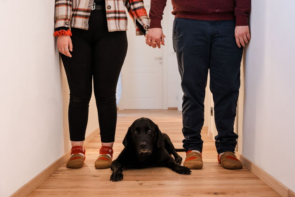 Servizio di ritratto, fotografie con animali, you and your pet, ritratto con animali