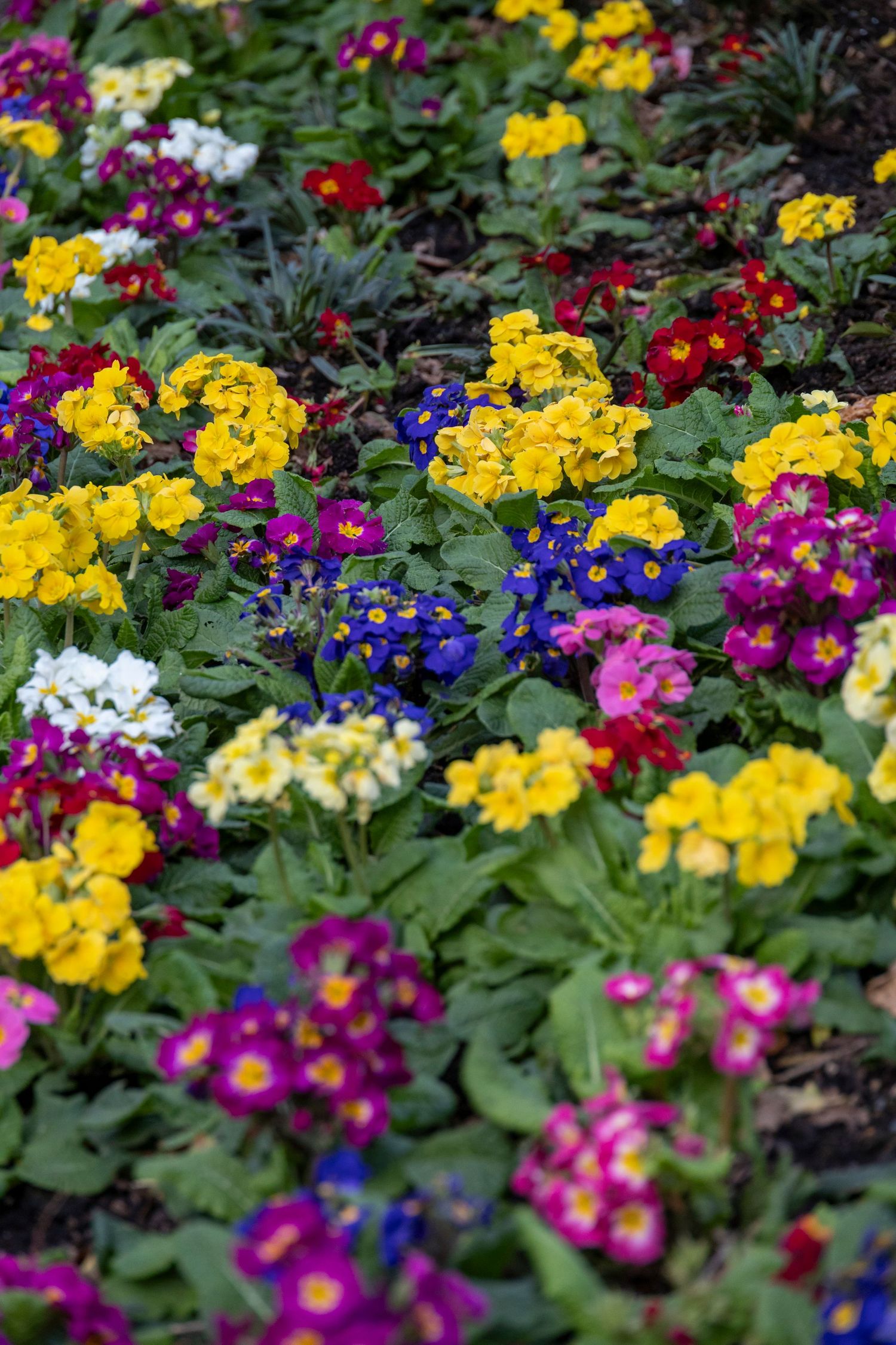 Dense garden bed filled with blooming flowers in vivid red, yellow, purple, and blue hues.