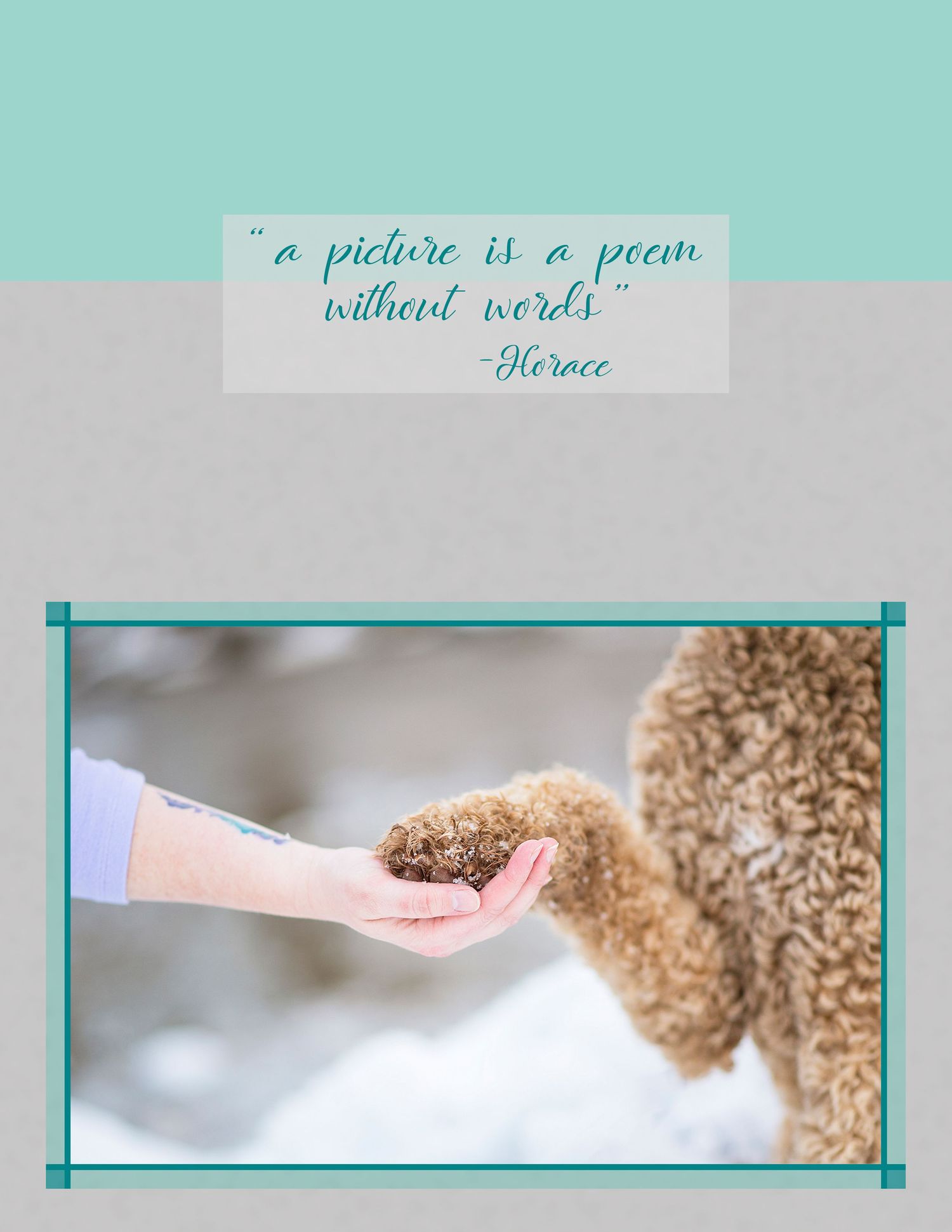 Photographer Red Deer, Alberta. Pet Photographer. Dog Photographer. Labradoodle. Goldendoodle. Pet Portrait.