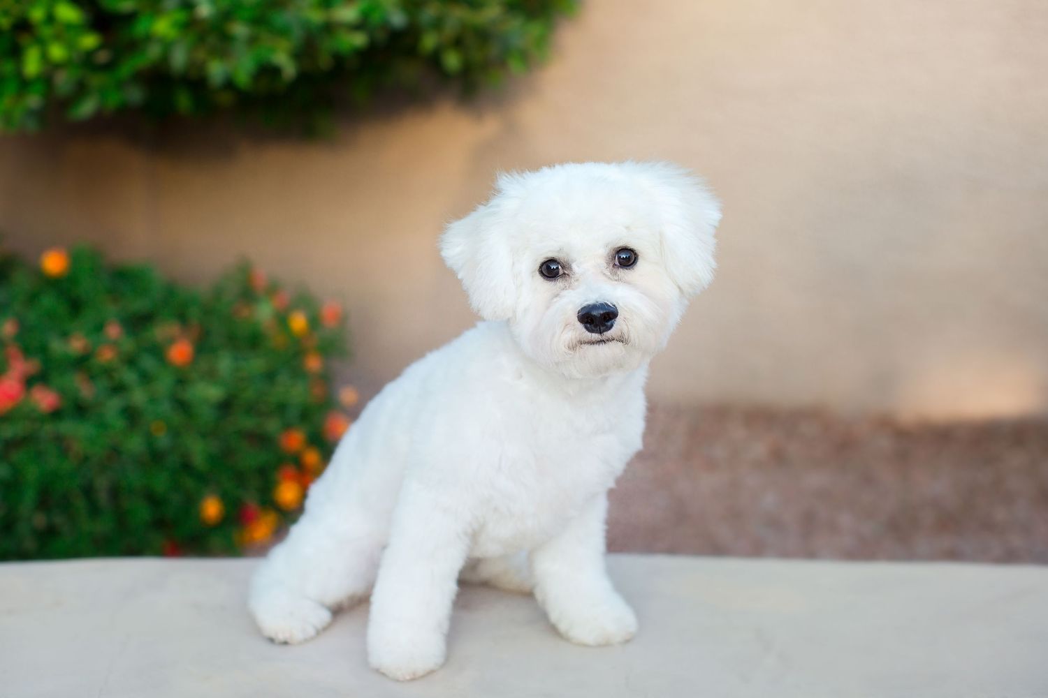 Outdoor pet portrait photography in Metro Detroit; puppy dog