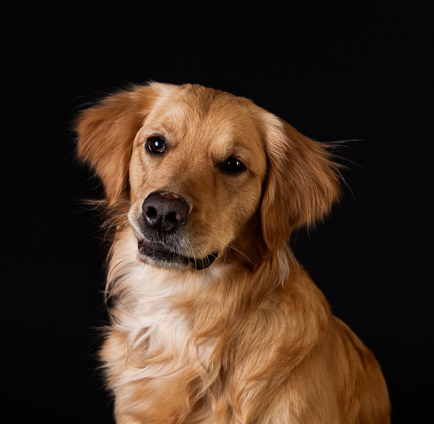 Pet Puppy Photos; Dog and pet portrait Brighton, Michigan photographer