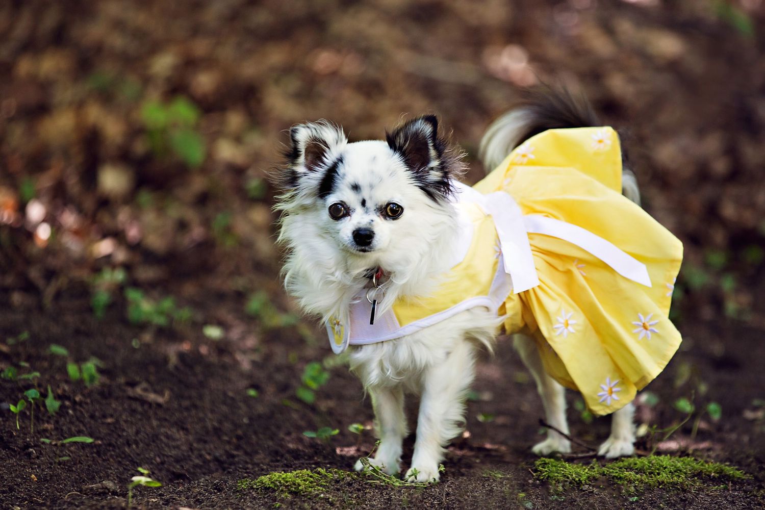 Pet photography session in Brighton Michigan; Adorable Chihuahua dog in spring dress