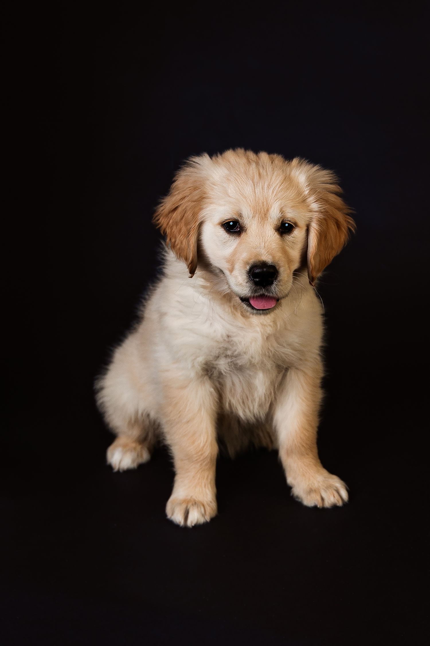 Pet Puppy Photos; Dog and pet portrait Brighton, Michigan photographer
