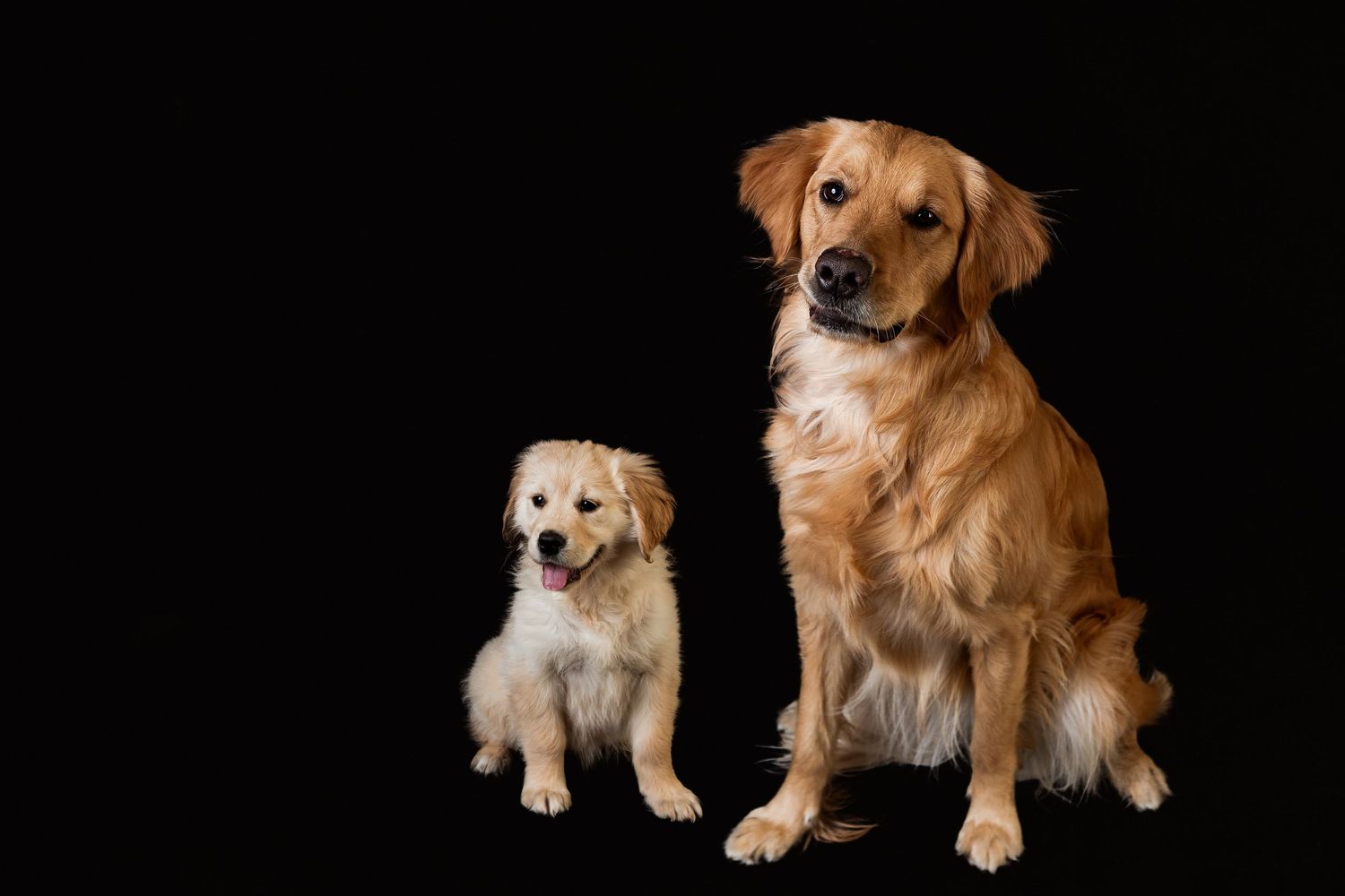 Pet Portrait; puppy and dog pictures by Brighton, Michigan photographer