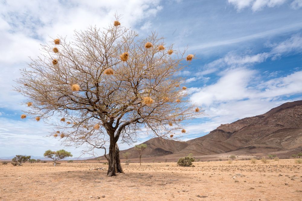 Lone tree with orange clay pots hanging from branches stands in an arid desert landscape against a blue sky.