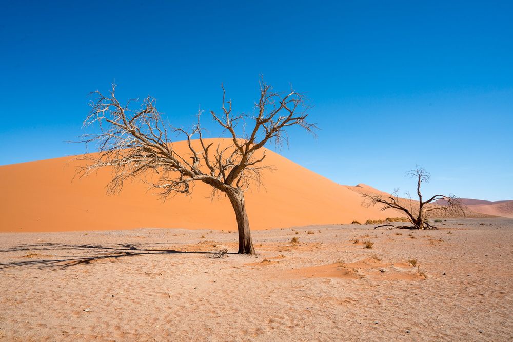 Dead acacia trees stand against orange sand dunes in the sun-scorched Deadvlei desert landscape of Namibia.