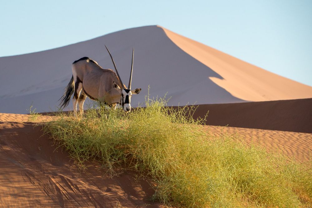 An oryx antelope walks along the ridge of a towering orange sand dune in the Namib Desert at sunrise.