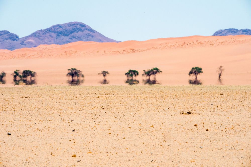 Desert landscape with scattered acacia trees against orange sand dunes and distant purple mountains in Namibia.