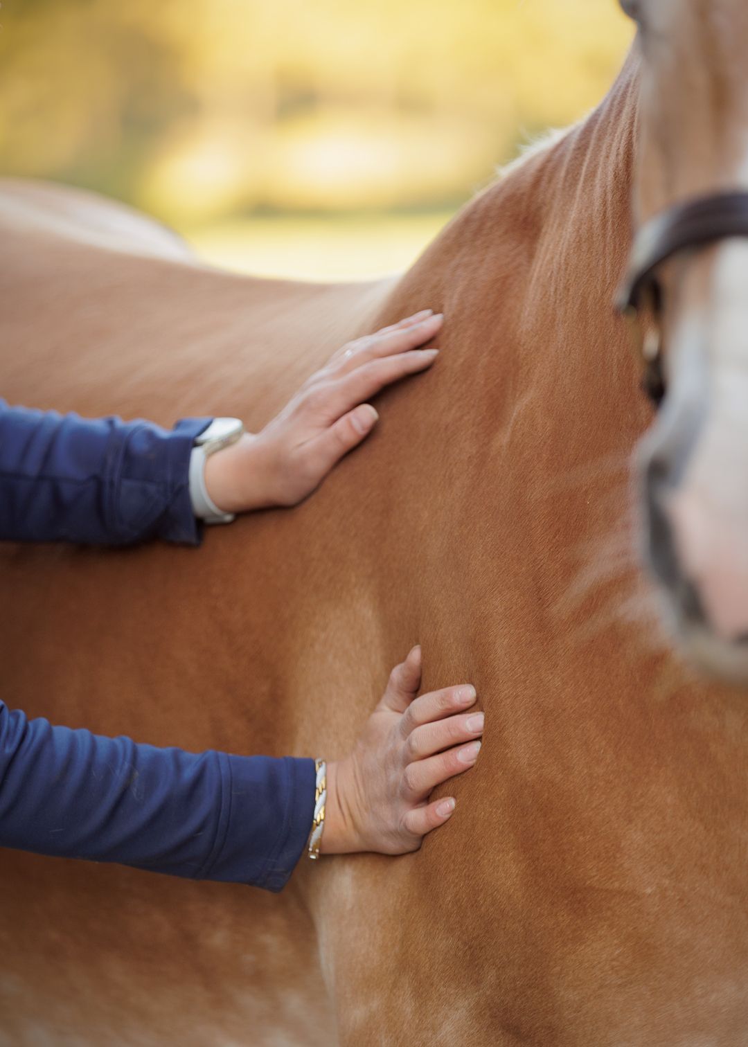 Liefdevolle paardenfotografie - LivHoomansPhotography - DeHippischeBeeldbank