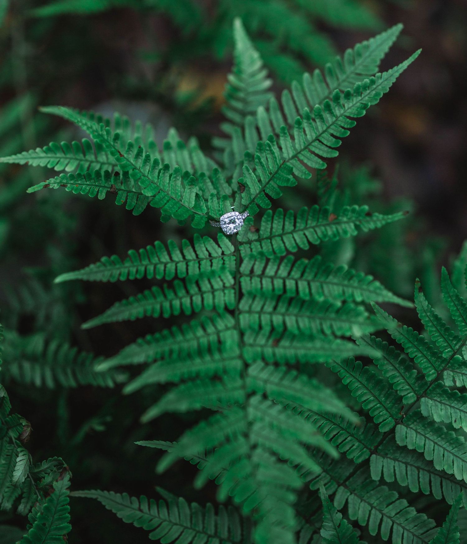 Diamond engagement ring nestled among vibrant green fern leaves.