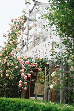 Pink climbing roses adorn the entrance of Pomarius Nursery with a vintage-style sign.