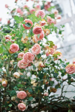 Beautiful pink garden roses blooming on bushes in soft natural lighting.
